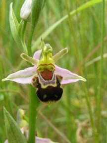 Bee Orchid, Walthamstow Marshes, Lee Valley Park