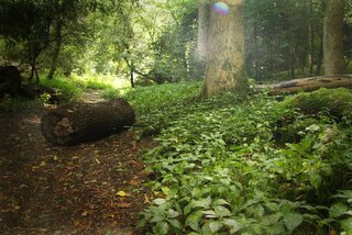 Forest Path © Rachel Henson and Neil Manuell